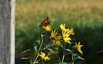 Understanding Canadas Refugee Protection Process