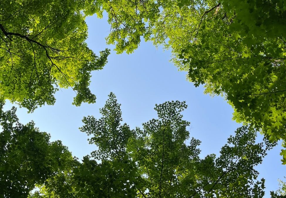 Sky visible through lush green trees, symbolizing hope during the LMIA freeze.